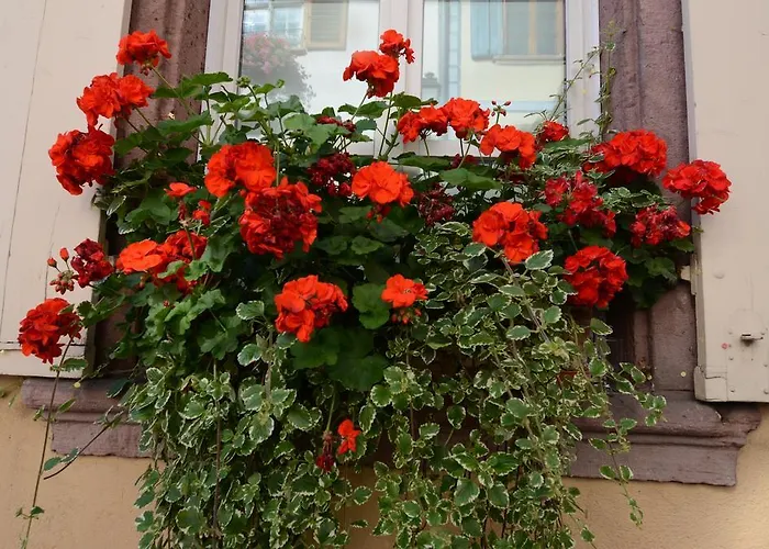 Meyer-liss Appartement